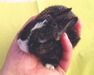 Berta conejo en adopción