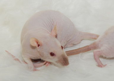 Micaela rata en adopción