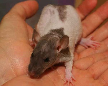 Alfredo rata en adopción