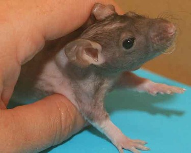 MInerva rata en adopción