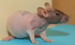 Bellotina rata en adopción