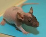Bellotina rata en adopción