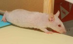 Gabrielita rata en adopción