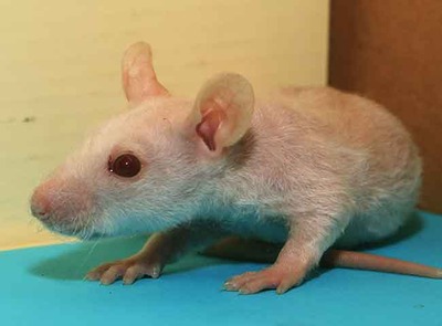 Bollito rata en adopción