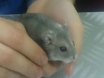 Fuyur hamster en adopción
