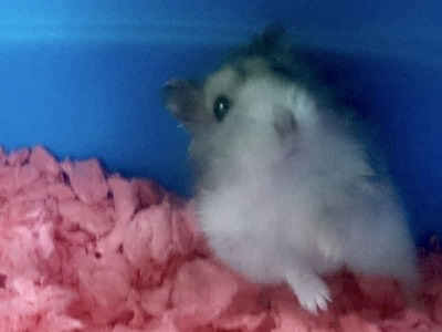 darius hamster en adopción
