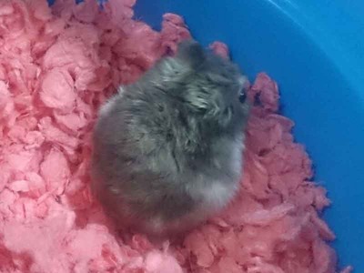 darius hamster en adopción