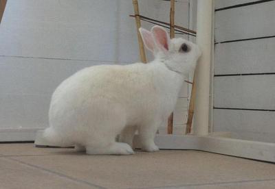 Heman conejo en adopción