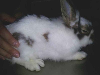 Zenda conejo en adopción