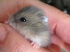 Mini  hamster en adopción