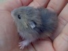 Mini  hamster en adopción