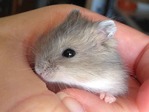 Maxi  hamster en adopción