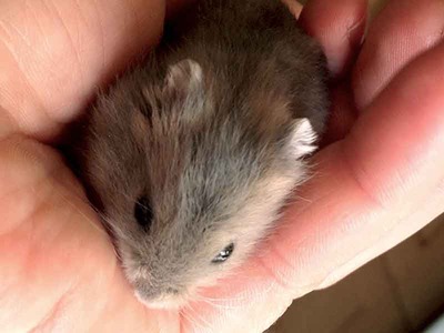 Maxi  hamster en adopción
