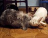 OTTO conejo en adopción