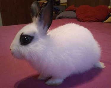 CANOLO conejo en adopción