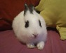 CANOLO conejo en adopción