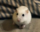 EXCALIBUR hamster ruso en adopción.