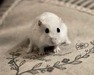 EXCALIBUR hamster ruso en adopción.