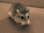 IRON hamster en adopción