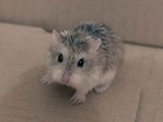 MAIDEN hamster en adopción