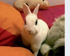 Pizca conejo en adopción
