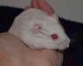 Bolito hamster en adopción