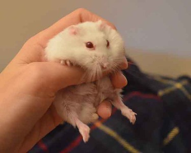 Bolito hamster en adopción