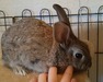 Luis, conejo en adopción