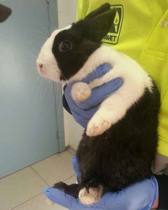Valentín conejo en adopción