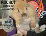 Rocket conejo en adopcion