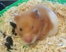Cereza hamster en adopción