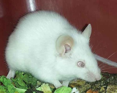 Mus ratón en adopción