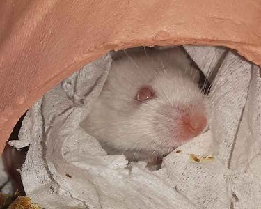 Mushona ratón en adopción