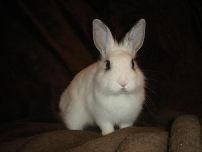 Funny conejo Adopción