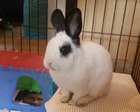 	Mico conejo en adopción