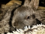 Conejo adopción Clover