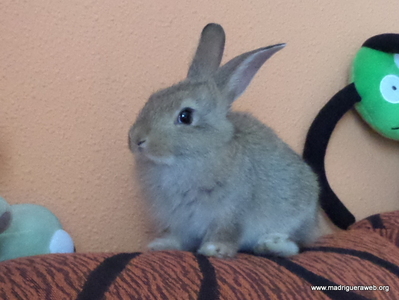 Adopta conejo