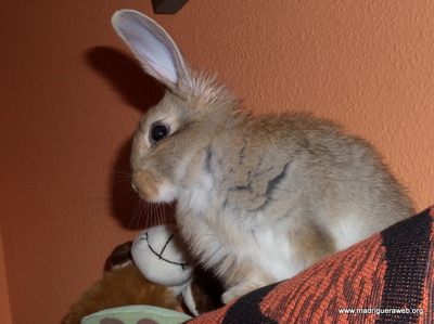Adopción conejo