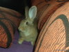 Adoptar conejo Bulma