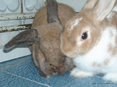 Adoptar conejo Diva