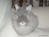 Adoptar conejo Irma