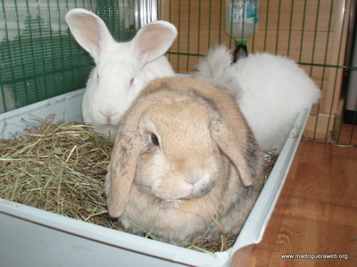 Adoptar conejo Luisma
