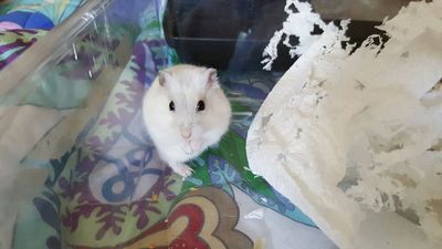 Hamster adopción