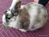 Adopta conejo Laly
