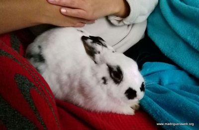 Adopta conejo Gascon