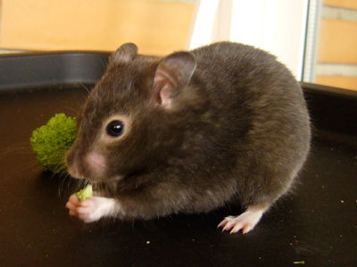 adoptar hamster lur