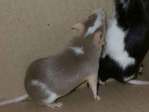 dinamita ratón en adopción