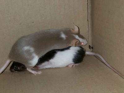 dinamita ratón en adopción