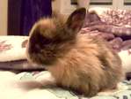 Manzanilla conejo en adopción