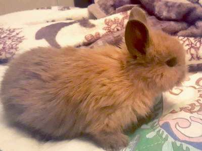 Sauco conejo en adopción
